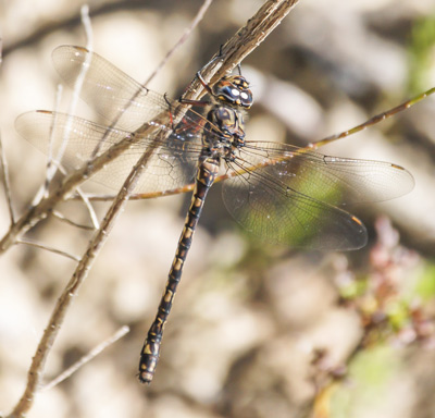 Austroaeschna subapicalis